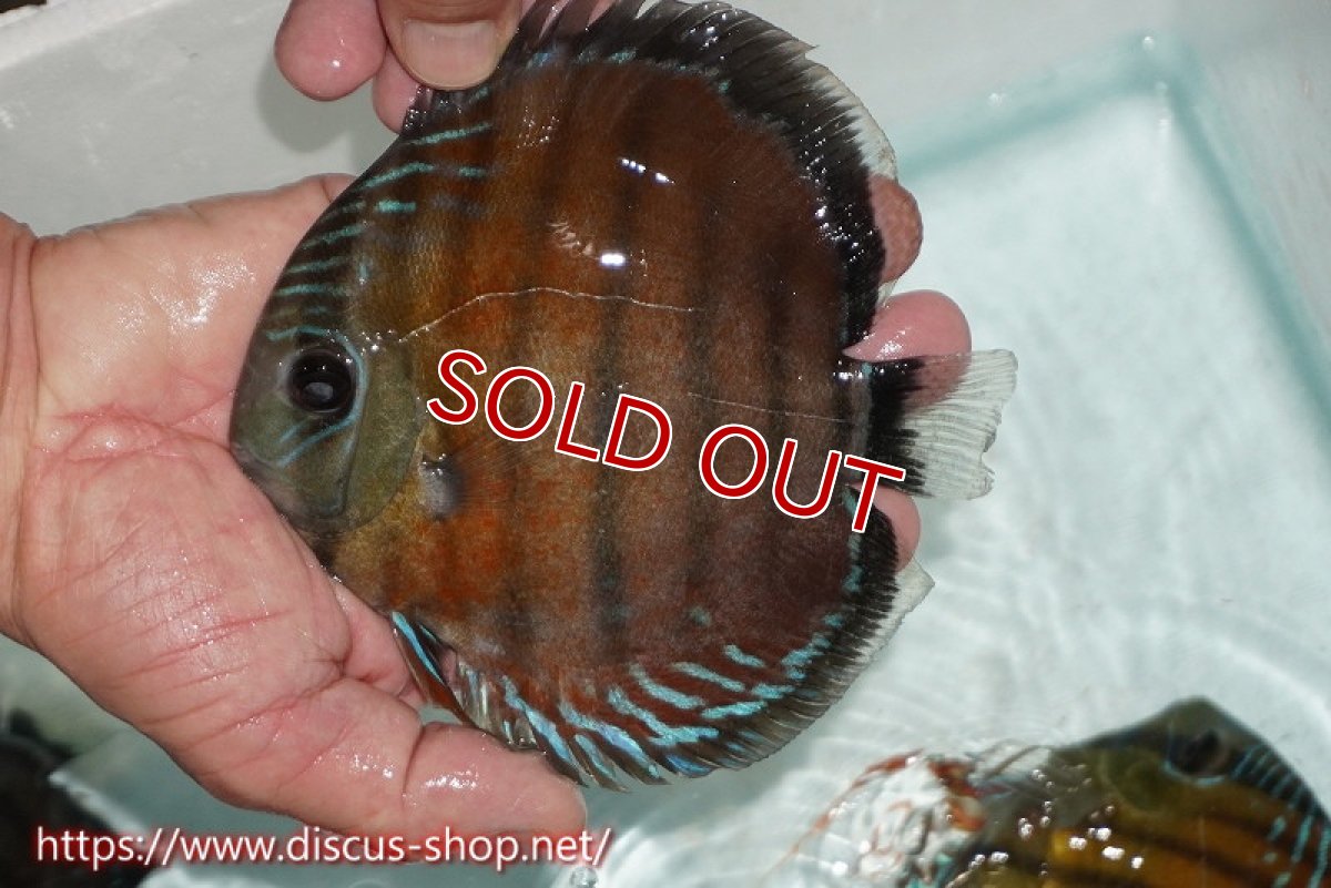 画像2: 【ワイルドディスカス】【通販】【紅赤必至の産地】ラーゴイナヌ レッドデヴィル【個体販売】15cm（生体）ラーゴイナヌ産 (2)