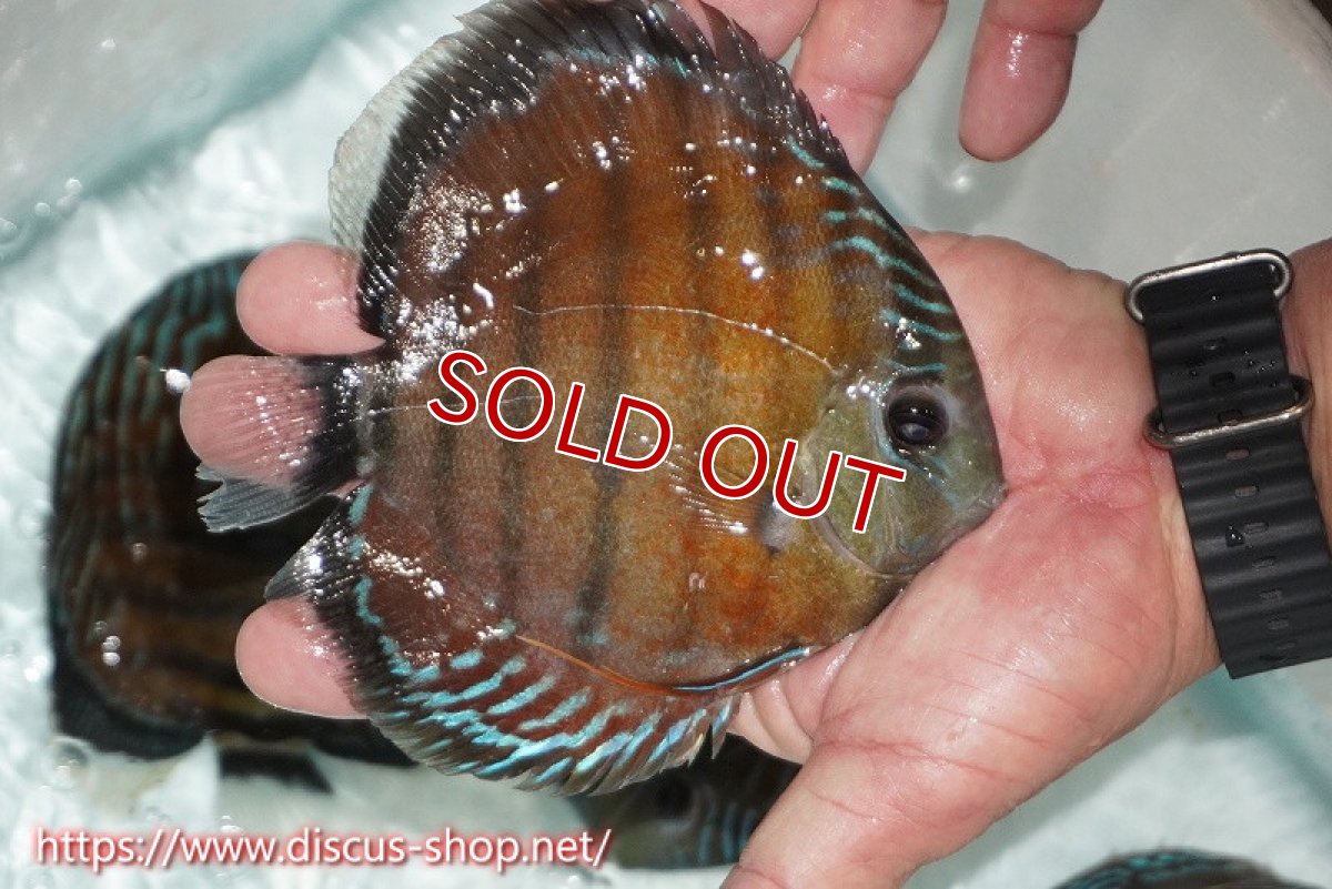 画像3: 【ワイルドディスカス】【通販】【紅赤必至の産地】ラーゴイナヌ レッドデヴィル【個体販売】15cm（生体）ラーゴイナヌ産 (3)