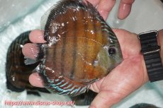 画像3: 【ワイルドディスカス】【通販】【紅赤必至の産地】ラーゴイナヌ レッドデヴィル【個体販売】15cm（生体）ラーゴイナヌ産 (3)