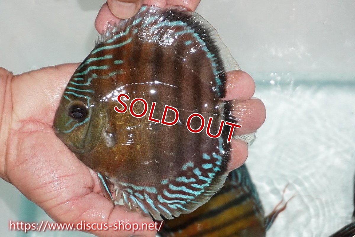 画像1: 【ワイルドディスカス】【通販】【紅赤必至の産地】ラーゴイナヌ レッドデヴィル【個体販売】15cm（生体）ラーゴイナヌ産 (1)