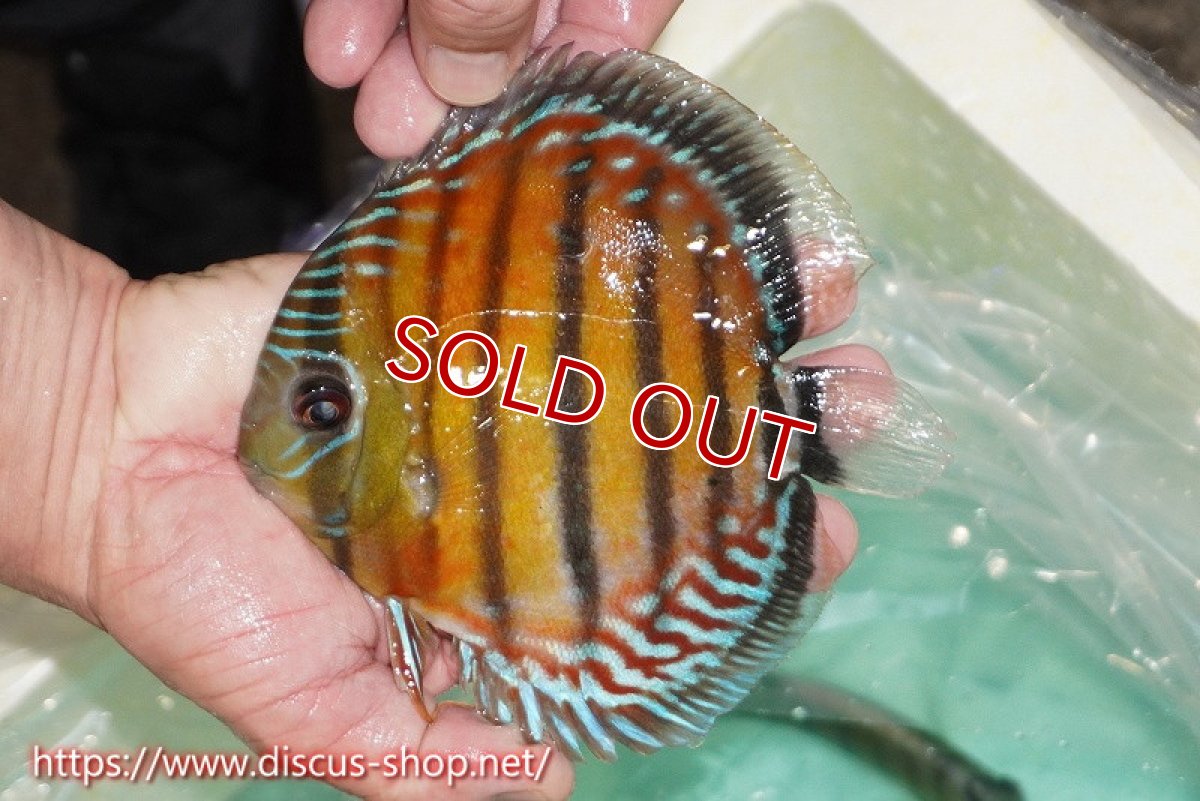 画像1: 【ワイルドディスカス】【通販】【紅赤必至の産地】ラーゴイナヌ レッドデヴィル【個体販売】15cm（生体）ラーゴイナヌ産 (1)