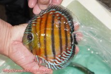 画像1: 【ワイルドディスカス】【通販】【紅赤必至の産地】ラーゴイナヌ レッドデヴィル【個体販売】15cm（生体）ラーゴイナヌ産 (1)