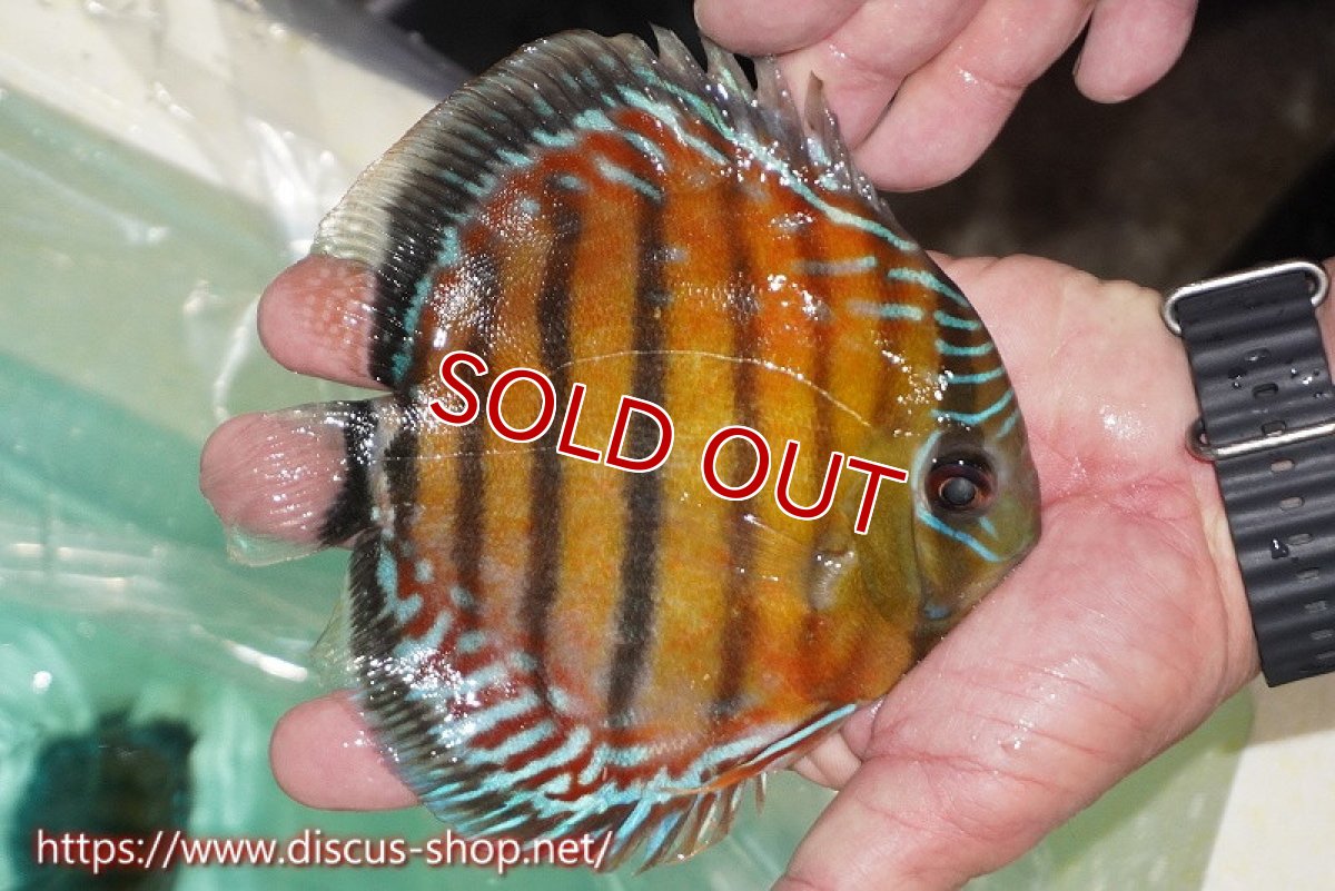 画像2: 【ワイルドディスカス】【通販】【紅赤必至の産地】ラーゴイナヌ レッドデヴィル【個体販売】15cm（生体）ラーゴイナヌ産 (2)