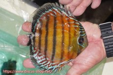 画像2: 【ワイルドディスカス】【通販】【紅赤必至の産地】ラーゴイナヌ レッドデヴィル【個体販売】15cm（生体）ラーゴイナヌ産 (2)