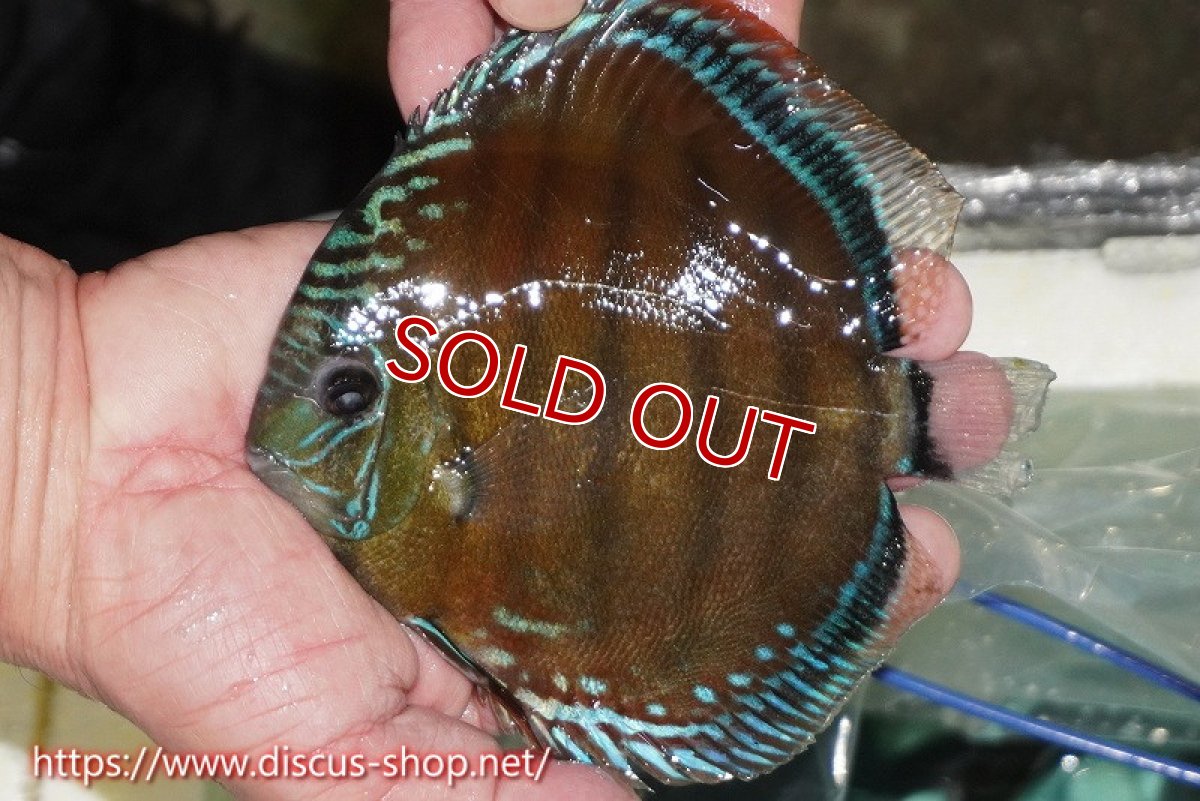 画像1: 【ワイルドディスカス】【通販】【紅赤必至の産地】ラーゴイナヌ レッドデヴィル（金目）【個体販売】15cm（生体）ラーゴイナヌ産 (1)