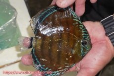 画像2: 【ワイルドディスカス】【通販】【紅赤必至の産地】ラーゴイナヌ レッドデヴィル（金目）【個体販売】15cm（生体）ラーゴイナヌ産 (2)