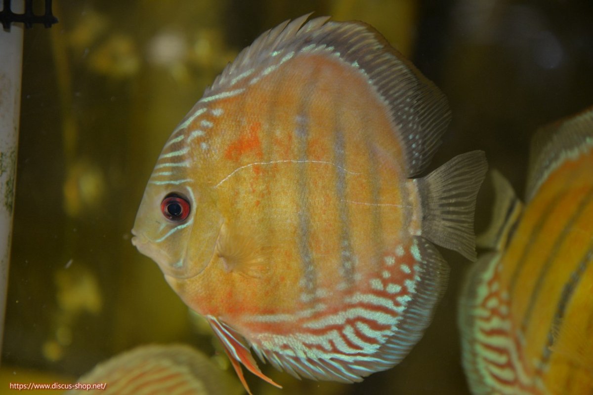 画像1: 【30周年記念セール対象個体】【ワイルドディスカス】【通販】【紅赤必至の産地】ラーゴイナヌ レッドデヴィル【個体販売】15cm（生体）ラーゴイナヌ産 (1)