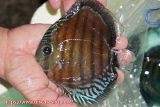 画像1: 【ワイルドディスカス】【通販】【紅赤必至の産地】ラーゴイナヌ レッドデヴィル【個体販売】15cm（生体）ラーゴイナヌ産 (1)