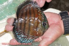 画像2: 【ワイルドディスカス】【通販】【紅赤必至の産地】ラーゴイナヌ レッドデヴィル【個体販売】15cm（生体）ラーゴイナヌ産 (2)