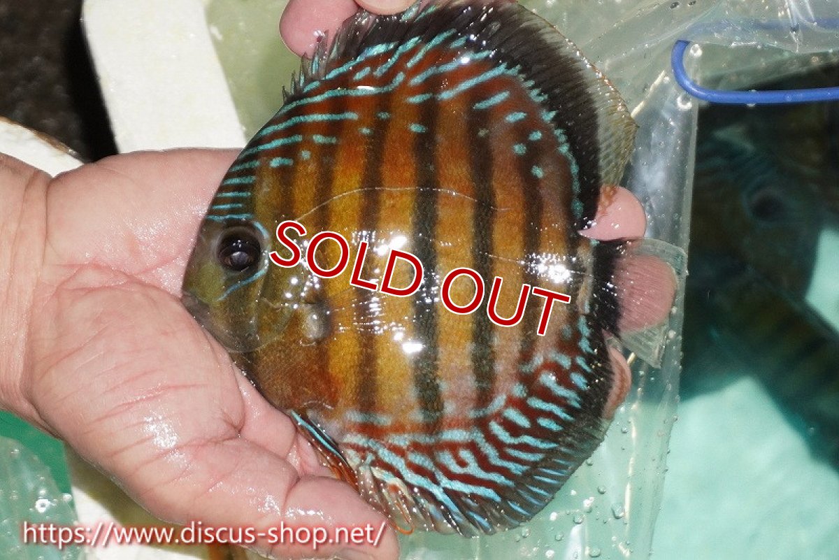 画像1: 【ワイルドディスカス】【通販】【紅赤必至の産地】ラーゴイナヌ レッドデヴィル【個体販売】15cm（生体）ラーゴイナヌ産 (1)