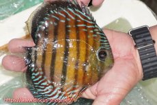 画像2: 【ワイルドディスカス】【通販】【紅赤必至の産地】ラーゴイナヌ レッドデヴィル【個体販売】15cm（生体）ラーゴイナヌ産 (2)