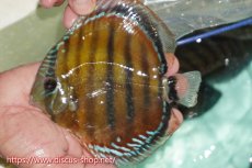 画像1: 【ワイルドディスカス】【通販】【紅赤必至の産地】ラーゴイナヌ レッドデヴィル【個体販売】15cm（生体）ラーゴイナヌ産 (1)