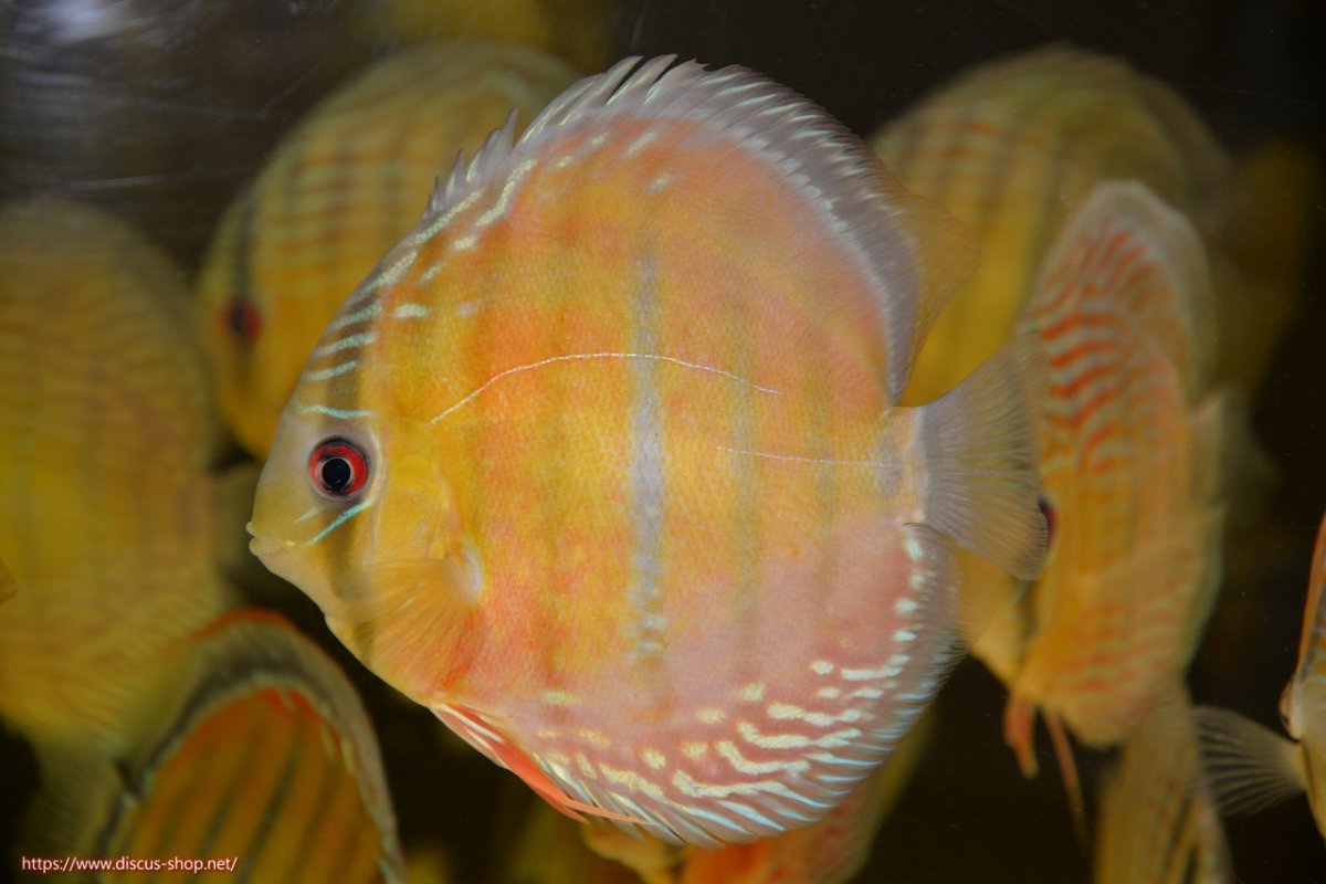 画像1: 【30周年記念セール対象個体】【ワイルドディスカス】【通販】【紅赤必至の産地】ラーゴイナヌ レッドデヴィル【個体販売】15cm（生体）ラーゴイナヌ産 (1)