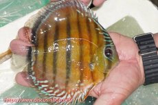 画像4: 【30周年記念セール対象個体】【ワイルドディスカス】【通販】【紅赤必至の産地】ラーゴイナヌ レッドデヴィル【個体販売】15cm（生体）ラーゴイナヌ産 (4)