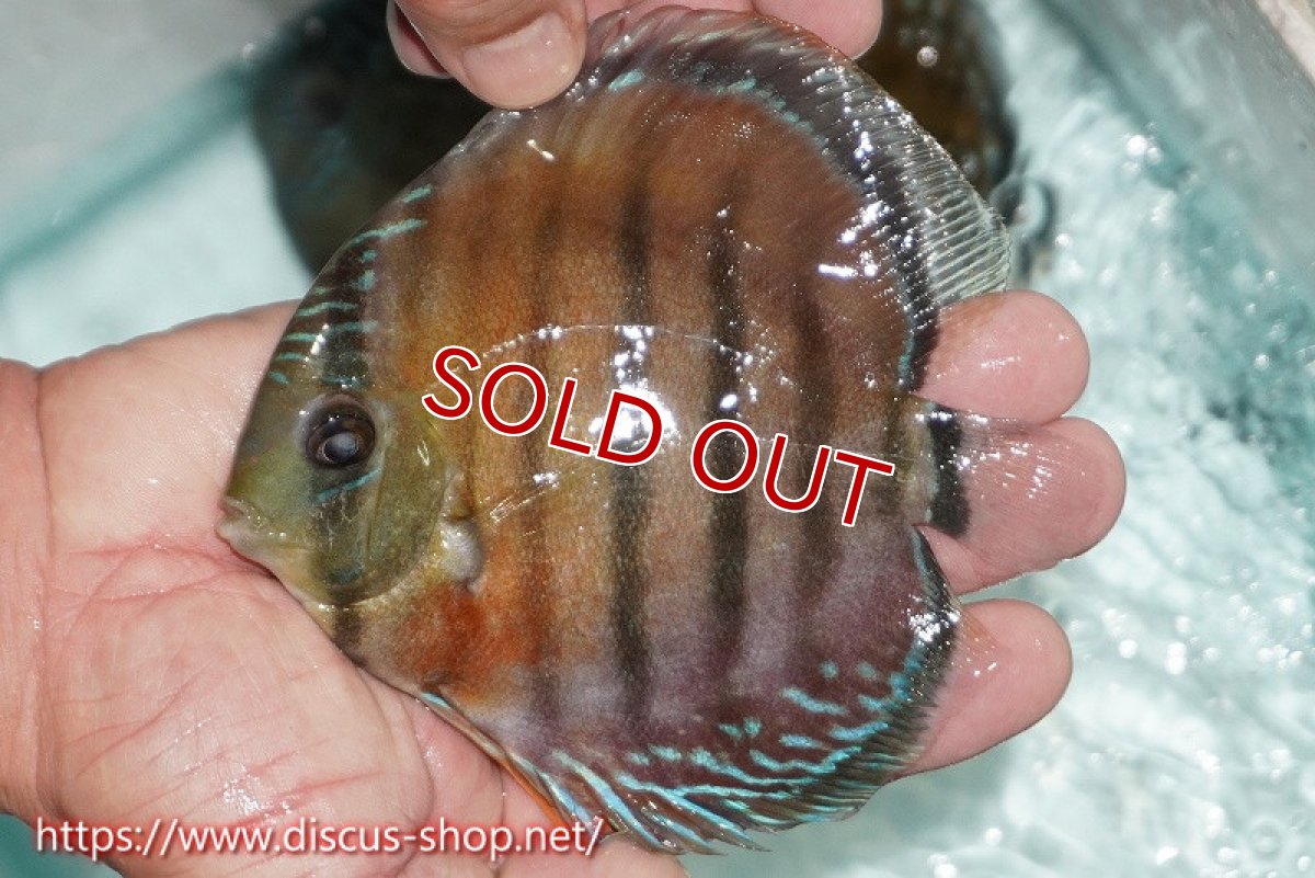 画像1: 【ワイルドディスカス】【通販】【紅赤必至の産地】ラーゴイナヌ レッドデヴィル（金目）【個体販売】14cm（生体）ラーゴイナヌ産 (1)