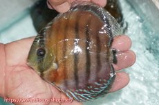 画像1: 【ワイルドディスカス】【通販】【紅赤必至の産地】ラーゴイナヌ レッドデヴィル（金目）【個体販売】14cm（生体）ラーゴイナヌ産 (1)