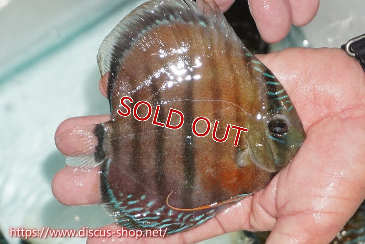 画像2: 【ワイルドディスカス】【通販】【紅赤必至の産地】ラーゴイナヌ レッドデヴィル（金目）【個体販売】14cm（生体）ラーゴイナヌ産 (2)