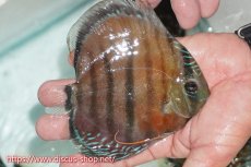 画像2: 【ワイルドディスカス】【通販】【紅赤必至の産地】ラーゴイナヌ レッドデヴィル（金目）【個体販売】14cm（生体）ラーゴイナヌ産 (2)