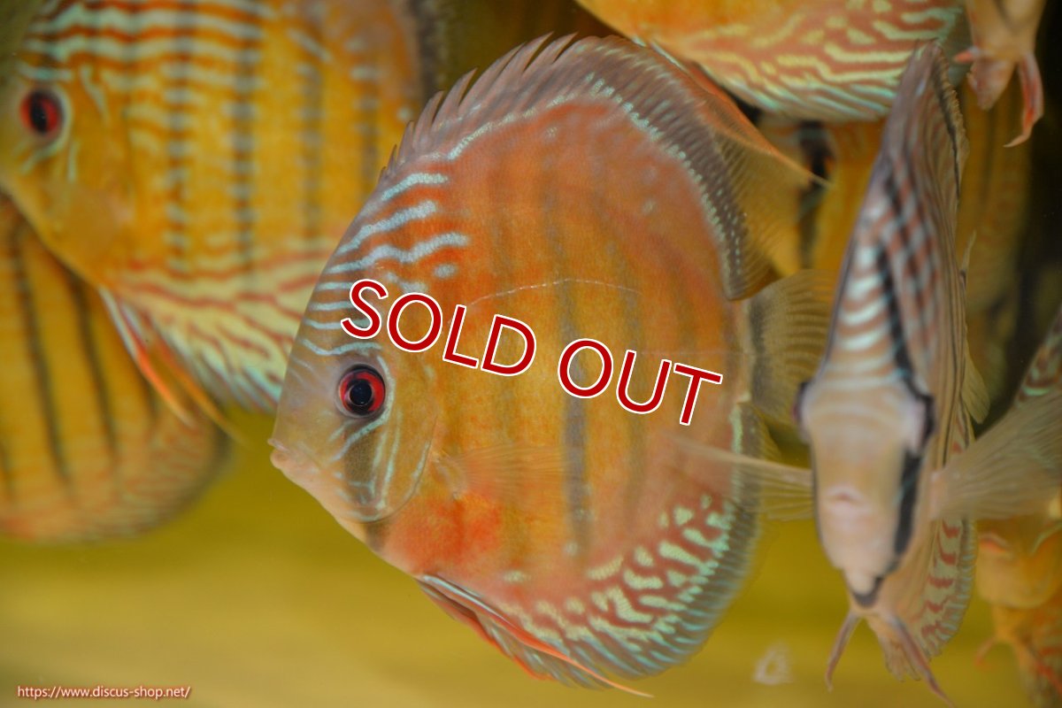 画像1: 【ワイルドディスカス】【通販】【紅赤必至の産地】ラーゴイナヌ レッドデヴィル【個体販売】15cm（生体）ラーゴイナヌ産 (1)