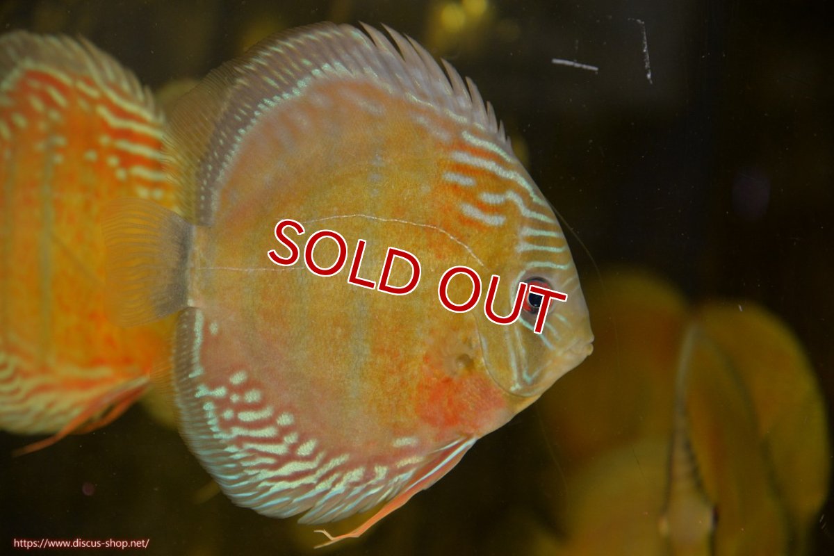 画像2: 【ワイルドディスカス】【通販】【紅赤必至の産地】ラーゴイナヌ レッドデヴィル【個体販売】15cm（生体）ラーゴイナヌ産 (2)