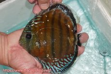 画像3: 【ワイルドディスカス】【通販】【紅赤必至の産地】ラーゴイナヌ レッドデヴィル【個体販売】15cm（生体）ラーゴイナヌ産 (3)