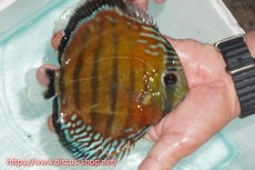 画像4: 【ワイルドディスカス】【通販】【紅赤必至の産地】ラーゴイナヌ レッドデヴィル【個体販売】15cm（生体）ラーゴイナヌ産 (4)