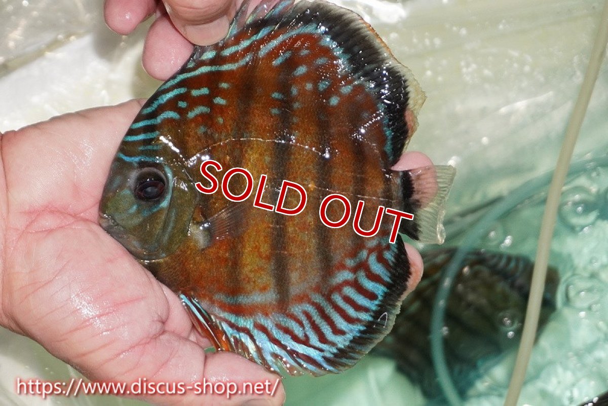 画像1: 【ワイルドディスカス】【通販】【紅赤必至の産地】ラーゴイナヌ レッドデヴィル【個体販売】15cm（生体）ラーゴイナヌ産 (1)