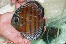 画像1: 【ワイルドディスカス】【通販】【紅赤必至の産地】ラーゴイナヌ レッドデヴィル【個体販売】15cm（生体）ラーゴイナヌ産 (1)