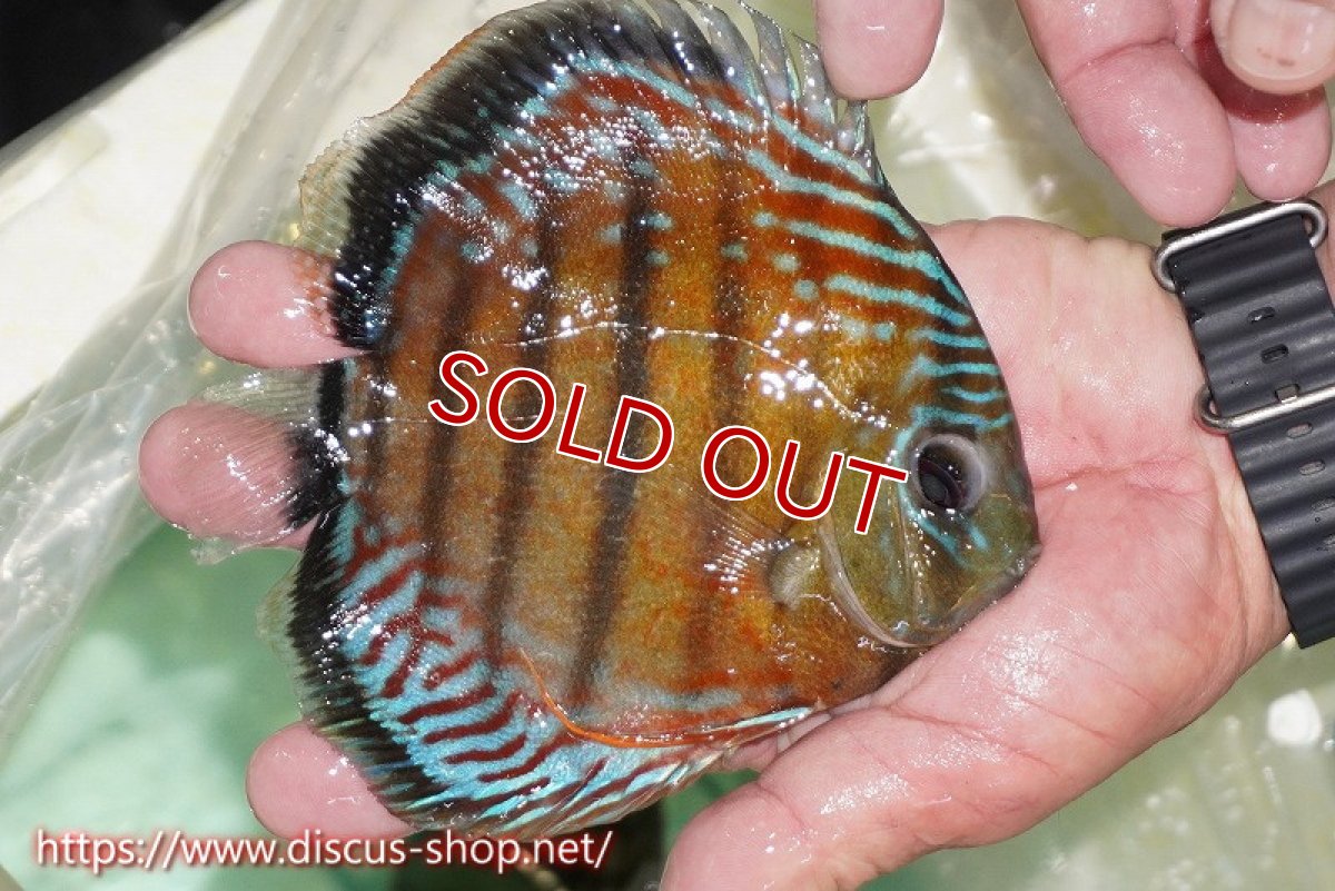 画像4: 【ワイルドディスカス】【通販】【紅赤必至の産地】ラーゴイナヌ レッドデヴィル【個体販売】15cm（生体）ラーゴイナヌ産 (4)