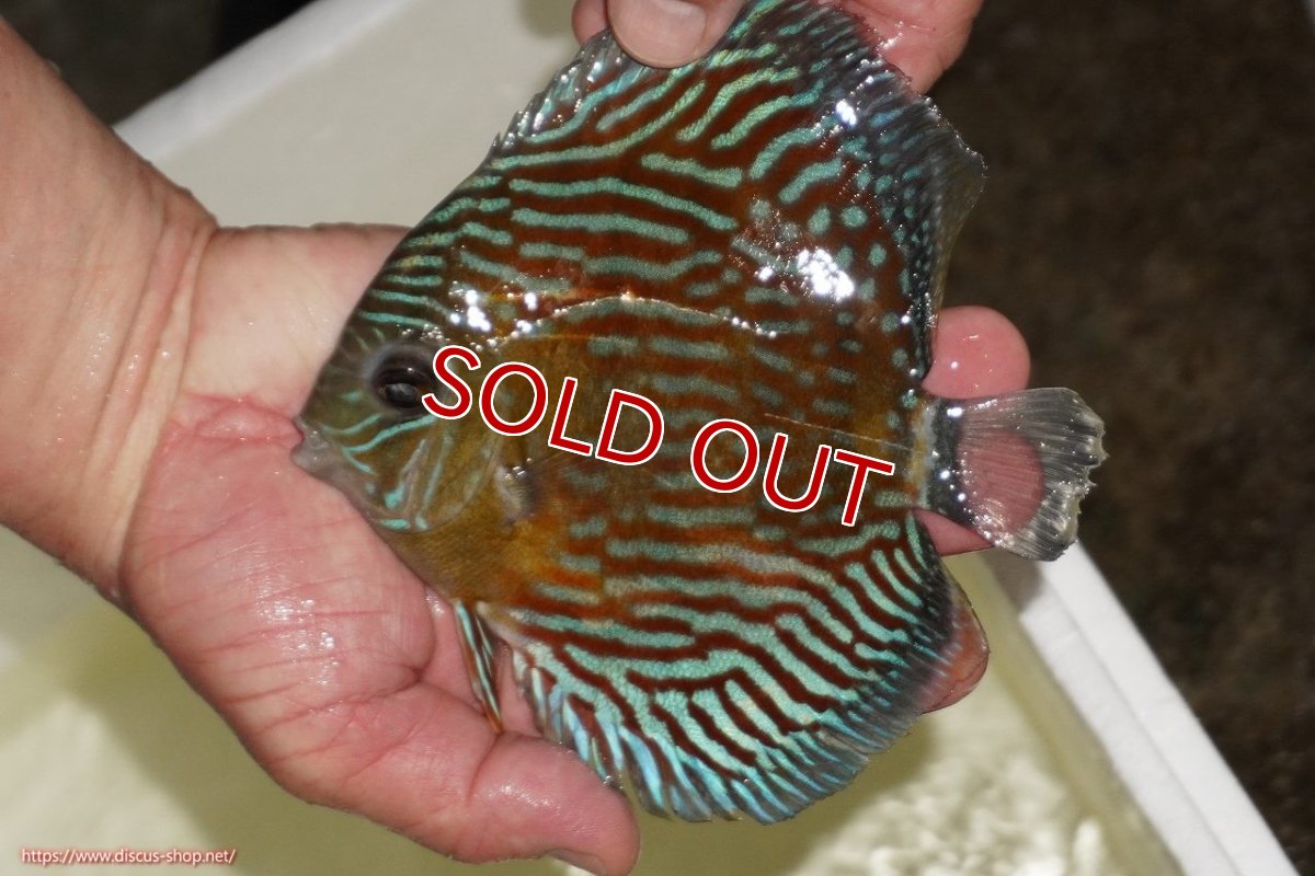 画像1: 【ワイルドディスカス】【通販】【紅赤必至の産地】ラーゴイナヌ タイプロイヤルレッドエディ（金目）【個体販売】15-16ｃｍ（生体）ラーゴイナヌ産 (1)