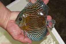 画像1: 【ワイルドディスカス】【通販】【紅赤必至の産地】ラーゴイナヌ タイプロイヤルレッドエディ（金目）【個体販売】15-16ｃｍ（生体）ラーゴイナヌ産 (1)