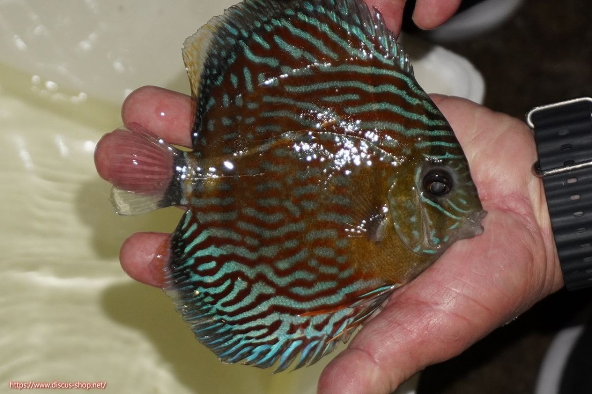 画像2: 【ワイルドディスカス】【通販】【紅赤必至の産地】ラーゴイナヌ タイプロイヤルレッドエディ（金目）【個体販売】15-16ｃｍ（生体）ラーゴイナヌ産 (2)