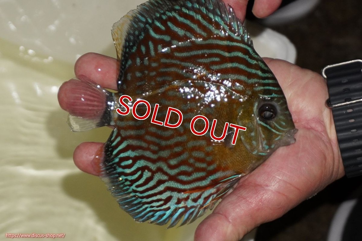 画像2: 【ワイルドディスカス】【通販】【紅赤必至の産地】ラーゴイナヌ タイプロイヤルレッドエディ（金目）【個体販売】15-16ｃｍ（生体）ラーゴイナヌ産 (2)