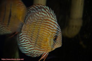 イナヌ] (ペットバルーンEX ワイルドディスカスネット通販専門店)
