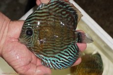 画像3: 【ワイルドディスカス】【通販】【紅赤必至の産地】ラーゴイナヌ タイプロイヤルレッドエディ（金目）【個体販売】15-16ｃｍ（生体）ラーゴイナヌ産 (3)