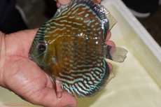 画像1: 【ワイルドディスカス】【通販】【紅赤必至の産地】ラーゴイナヌ タイプロイヤルレッドエディ（金目）【個体販売】15-16ｃｍ（生体）ラーゴイナヌ産 (1)