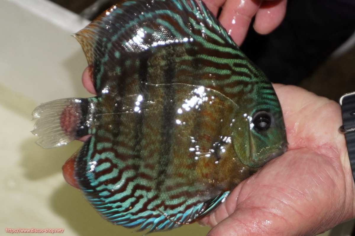 画像2: 【ワイルドディスカス】【通販】【紅赤必至の産地】ラーゴイナヌ タイプロイヤルレッドエディ（金目）【個体販売】15-16ｃｍ（生体）ラーゴイナヌ産 (2)