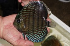 画像1: 【ワイルドディスカス】【通販】【紅赤必至の産地】ラーゴイナヌ タイプロイヤルレッドエディ（金目）【個体販売】15-16ｃｍ（生体）ラーゴイナヌ産 (1)