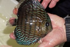 画像4: 【ワイルドディスカス】【通販】【紅赤必至の産地】ラーゴイナヌ タイプロイヤルレッドエディ（金目）【個体販売】15-16ｃｍ（生体）ラーゴイナヌ産 (4)