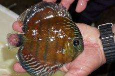 画像2: 【ワイルドディスカス】【通販】【紅赤必至の産地】ラーゴイナヌ レッドデヴィル（金目）【個体販売】15-16ｃｍ（生体）ラーゴイナヌ産 (2)