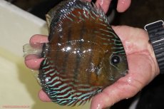 画像2: 【ワイルドディスカス】【通販】【紅赤必至の産地】ラーゴイナヌ レッドデヴィル（金目）【個体販売】15-16ｃｍ（生体）ラーゴイナヌ産 (2)