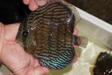 画像1: 【ワイルドディスカス】【通販】【紅赤必至の産地】ラーゴイナヌ タイプロイヤルレッドエディ（金目）【個体販売】15-16ｃｍ（生体）ラーゴイナヌ産 (1)