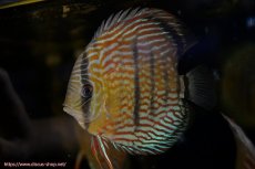 画像3: 【ワイルドディスカス】【通販】【紅赤必至の産地】ラーゴイナヌ タイプロイヤルレッドエディ（金目）【個体販売】15-16ｃｍ（生体）ラーゴイナヌ産 (3)