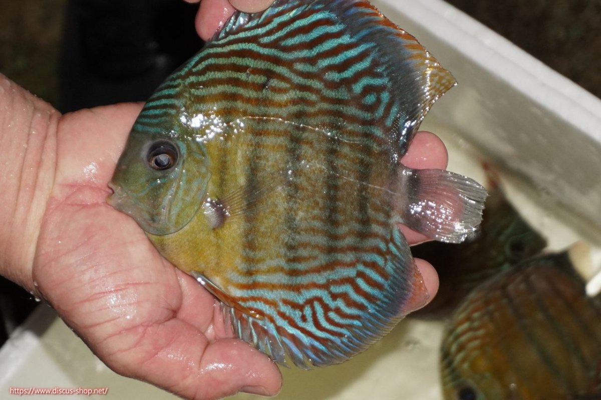 画像1: 【ワイルドディスカス】【通販】【紅赤必至の産地】ラーゴイナヌ タイプロイヤルレッドエディ（金目）【個体販売】15-16ｃｍ（生体）ラーゴイナヌ産 (1)