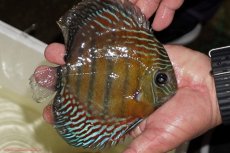 画像4: 【ワイルドディスカス】【通販】【紅赤必至の産地】ラーゴイナヌ タイプレッドエディ（金目）【個体販売】15-16ｃｍ（生体）ラーゴイナヌ産 (4)