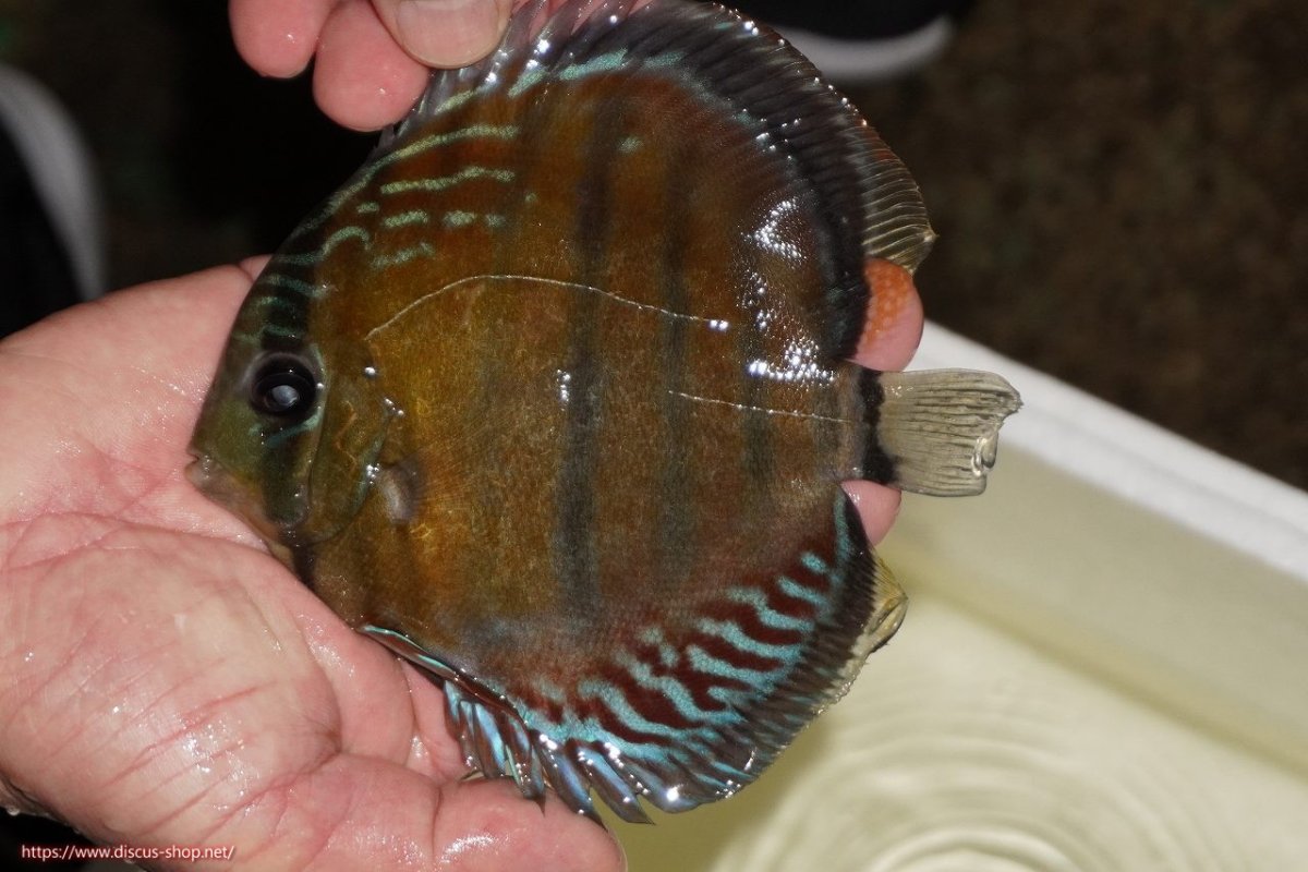 画像1: 【ワイルドディスカス】【通販】【紅赤必至の産地】ラーゴイナヌ レッドデヴィル（金目）【個体販売】15-16ｃｍ（生体）ラーゴイナヌ産 (1)