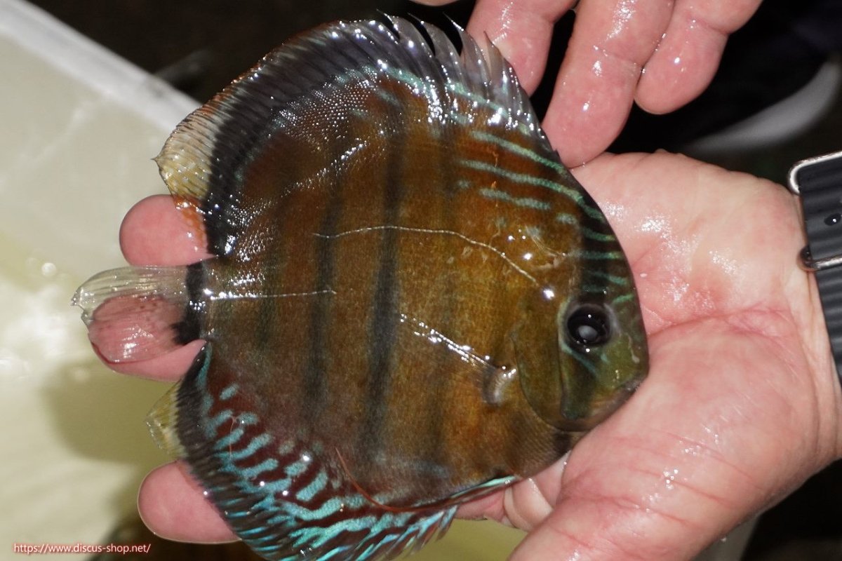 画像2: 【ワイルドディスカス】【通販】【紅赤必至の産地】ラーゴイナヌ レッドデヴィル（金目）【個体販売】15-16ｃｍ（生体）ラーゴイナヌ産 (2)