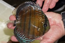 画像2: 【ワイルドディスカス】【通販】【紅赤必至の産地】ラーゴイナヌ レッドデヴィル（金目）【個体販売】15-16ｃｍ（生体）ラーゴイナヌ産 (2)