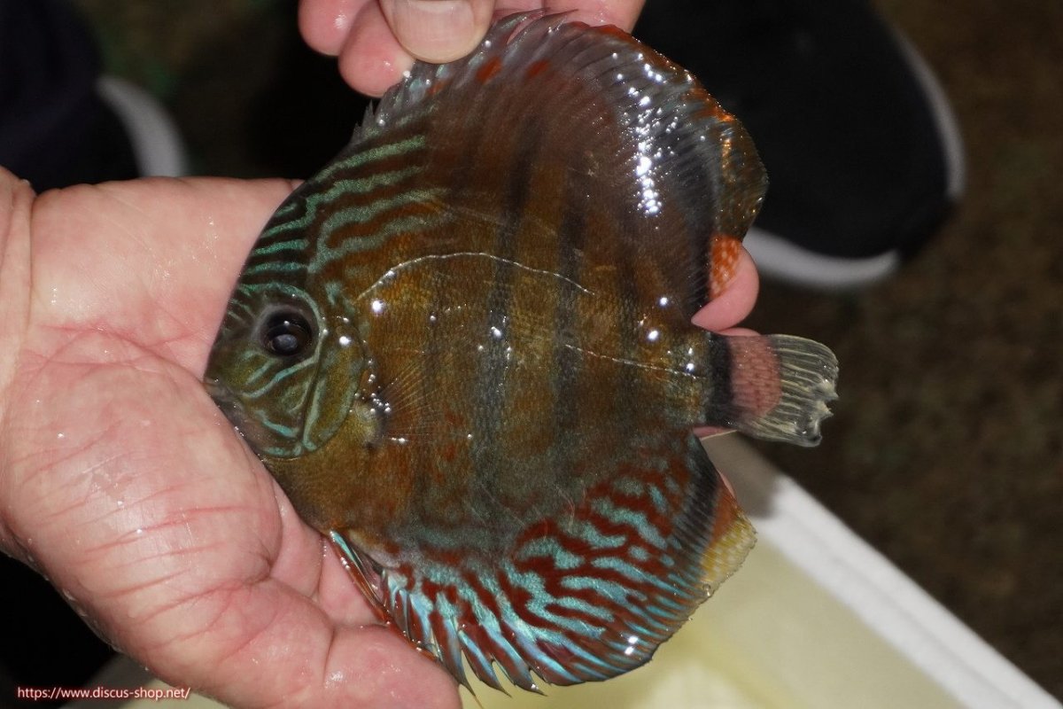 画像1: 【ワイルドディスカス】【通販】【紅赤必至の産地】ラーゴイナヌ レッドデヴィル（金目）【個体販売】15-16ｃｍ（生体）ラーゴイナヌ産 (1)