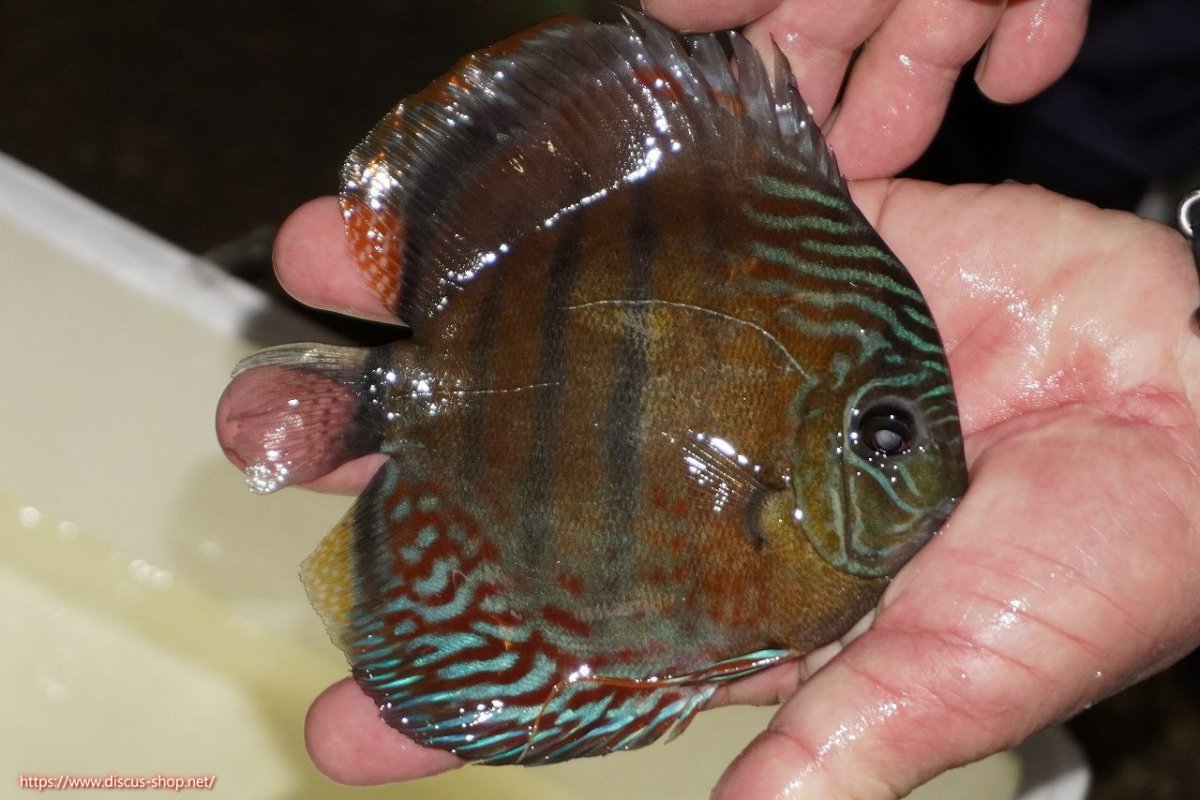 画像2: 【ワイルドディスカス】【通販】【紅赤必至の産地】ラーゴイナヌ レッドデヴィル（金目）【個体販売】15-16ｃｍ（生体）ラーゴイナヌ産 (2)